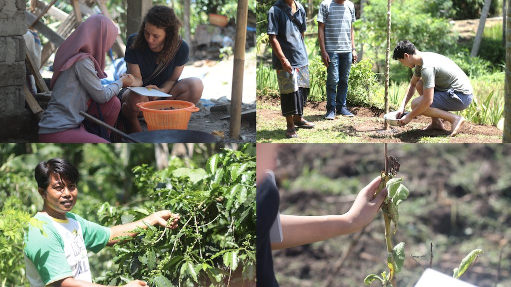 Four-panel Lombok field-research collage: a researcher taking notes with a woman in a mauve headscarf beside a pile of dried husks; two farmers standing while a researcher plants a sapling into a mulched hole; a farmer in a green t-shirt showing coffee cherries on the branch; a hand holding up a coffee-leaf specimen for inspection.