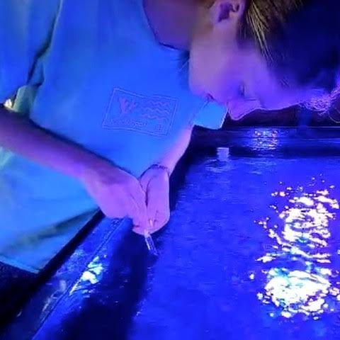 A ranger in a Reef Support t-shirt leaning over a coral display tank under blue UV lighting, holding a small tool as she works on a coral fragment; ripples of blue light reflected off the tank surface.