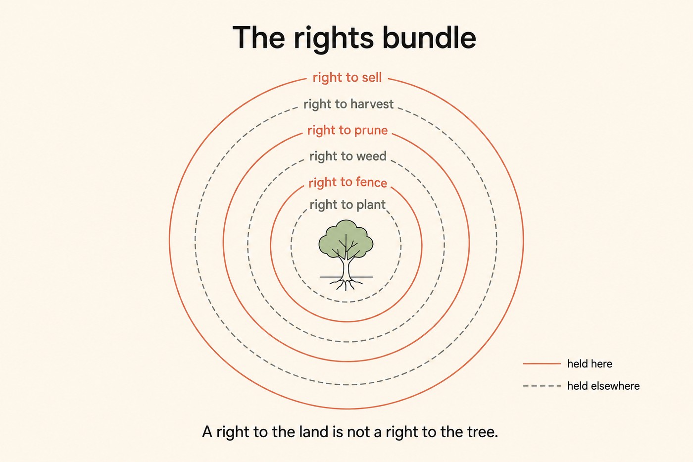 Concentric-ring diagram titled The rights bundle. A small young tree in green sits at the centre. Six rings surround it, alternating: coral solid rings labelled right to sell, right to prune and right to fence for the rights the smallholder holds here; dashed grey rings labelled right to harvest, right to weed and right to plant for the rights held elsewhere. A small legend at the lower right marks solid coral as held here and dashed grey as held elsewhere. Footer: A right to the land is not a right to the tree.